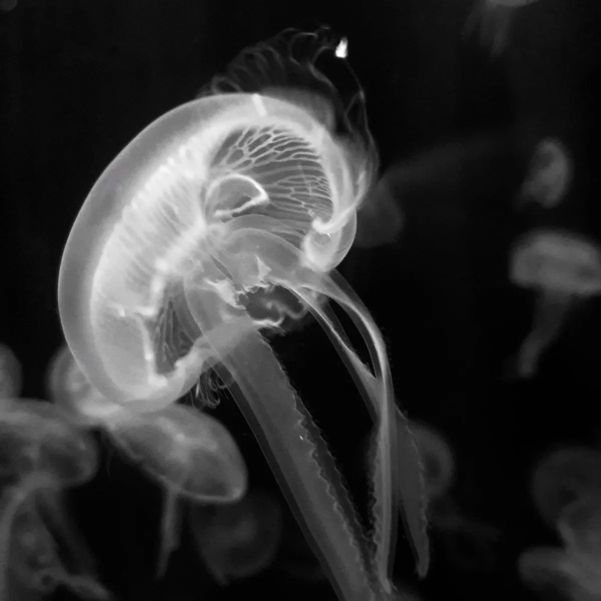 Close-up of vibrant jellyfish in a Mauritius aquarium, showcasing marine life diversity
