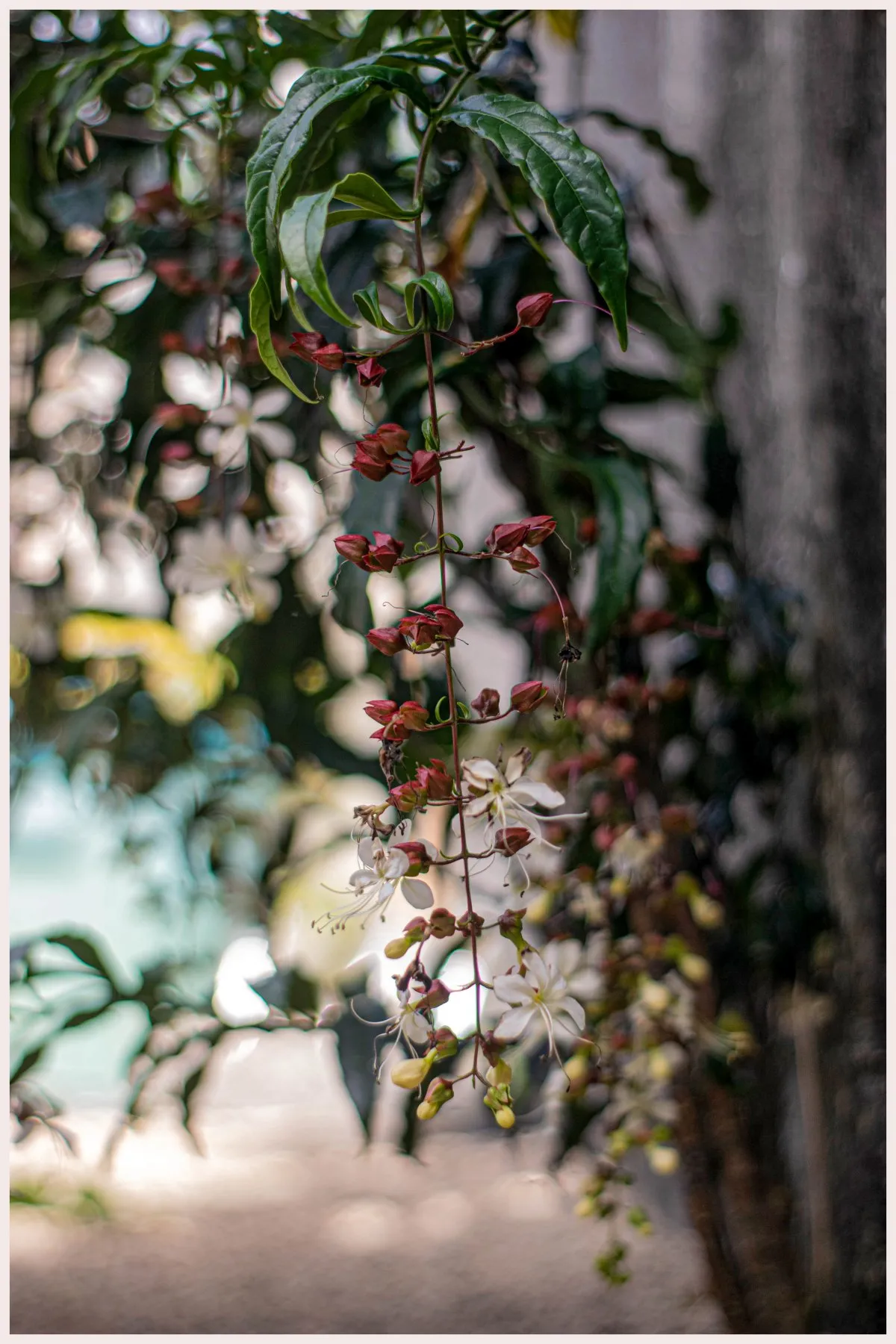 Close-up of white flower grape with red buds and green leaves in Mauritius