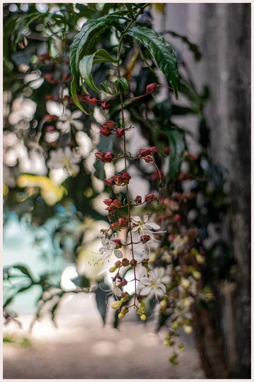 Close-up of flower grape hanging