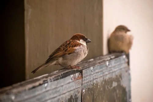 Close up of a small Mauritius Sparrow