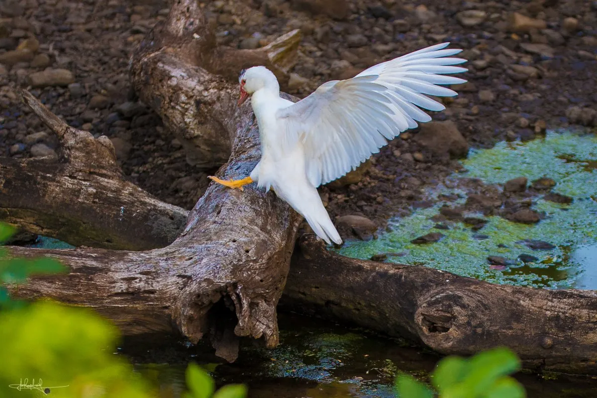 White duck flying over a tree trunk near a pond in Rodrigues, Mauritius