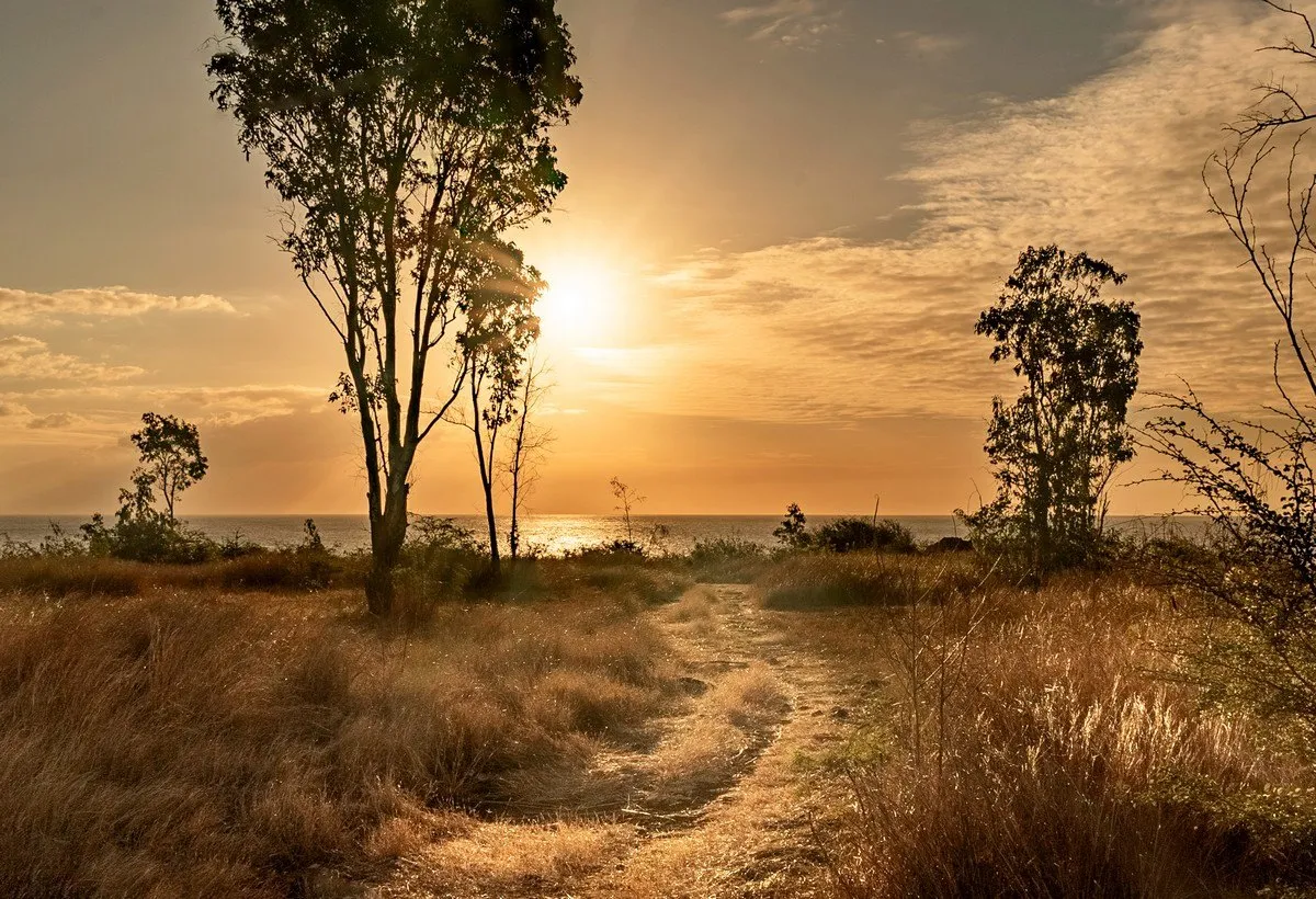 Golden pathway through fields leading to sunset and cliffs near Albion lighthouse in Mauritius