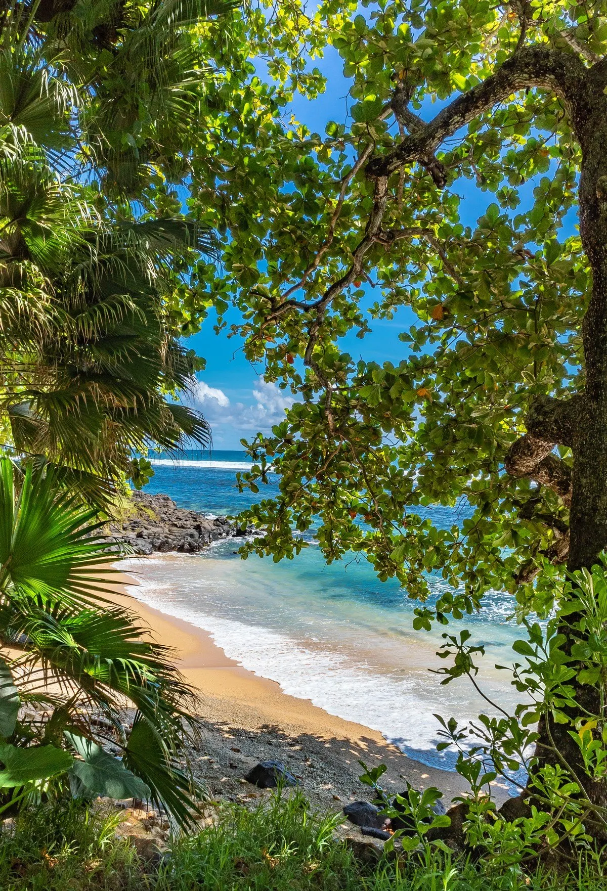 Sea view seen through lush Telfair Garden trees in Souillac, Mauritius