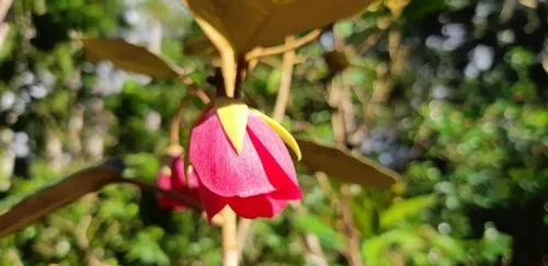 Pink Trochetia Blackburniana flower