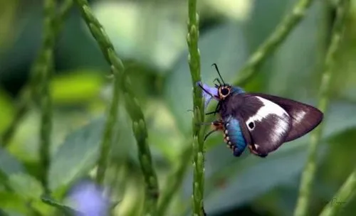 Beautiful Pyrrhiades Pansa butterfly