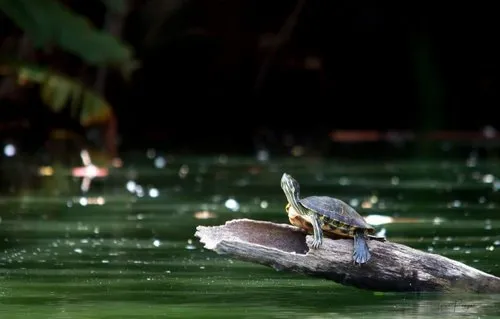 Pond slider turtle taking the sun in Pamplemousse Garden