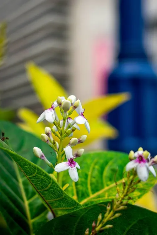 Japanese jasmine flower flowering in the city