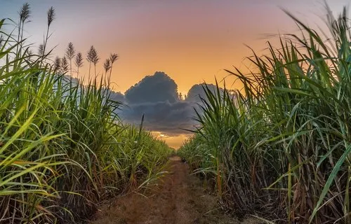 Sugarcane field in bloom leading to sunset