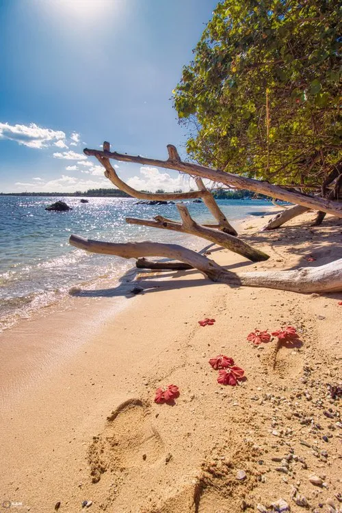 Old tree branches on Albion beach