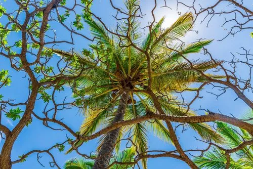 Veloutier plant & Coconut beach trees in nature