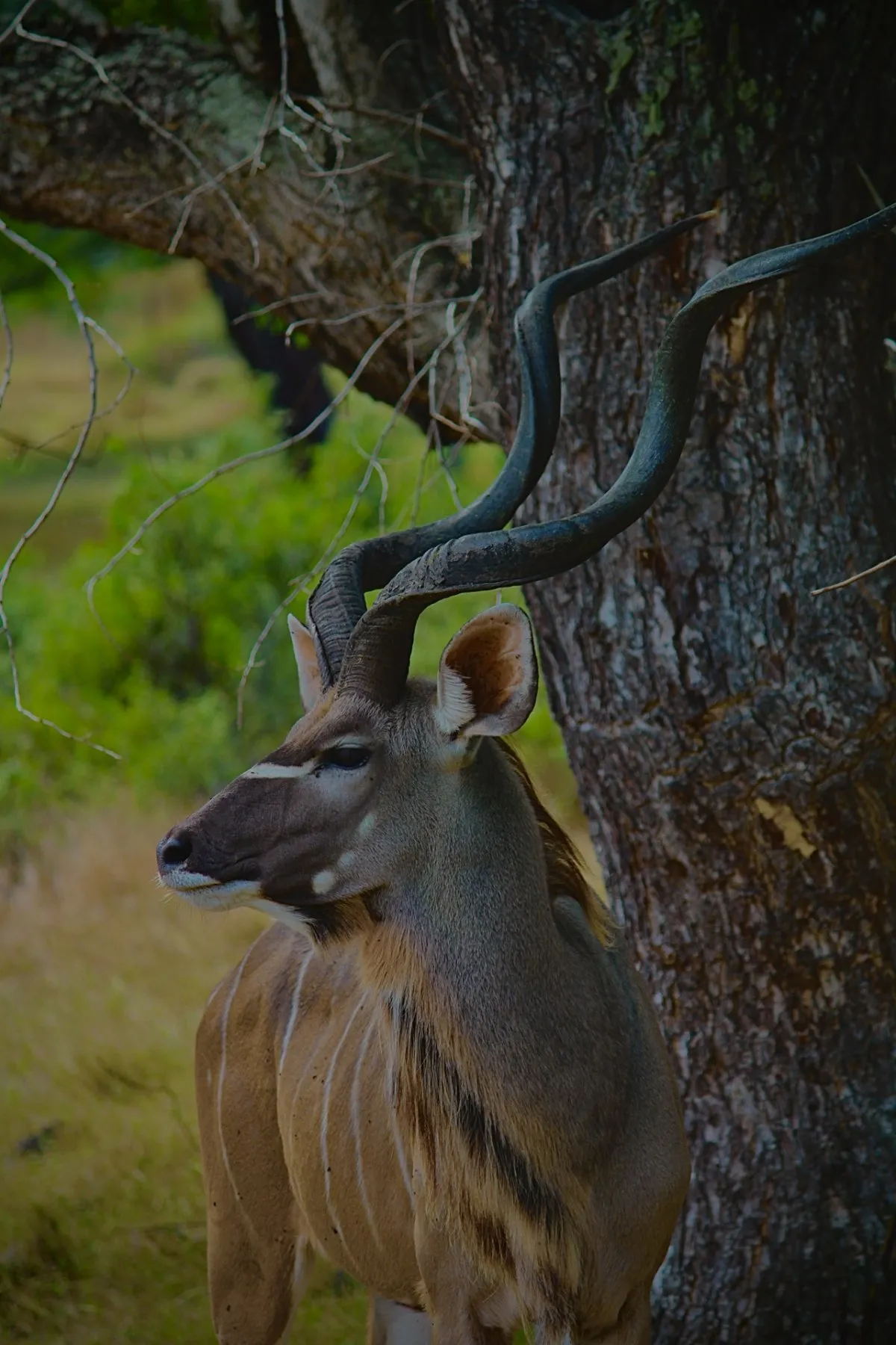 Closeup of an adult greater kudu with distinct markings in Mauritius's Casela Nature Park