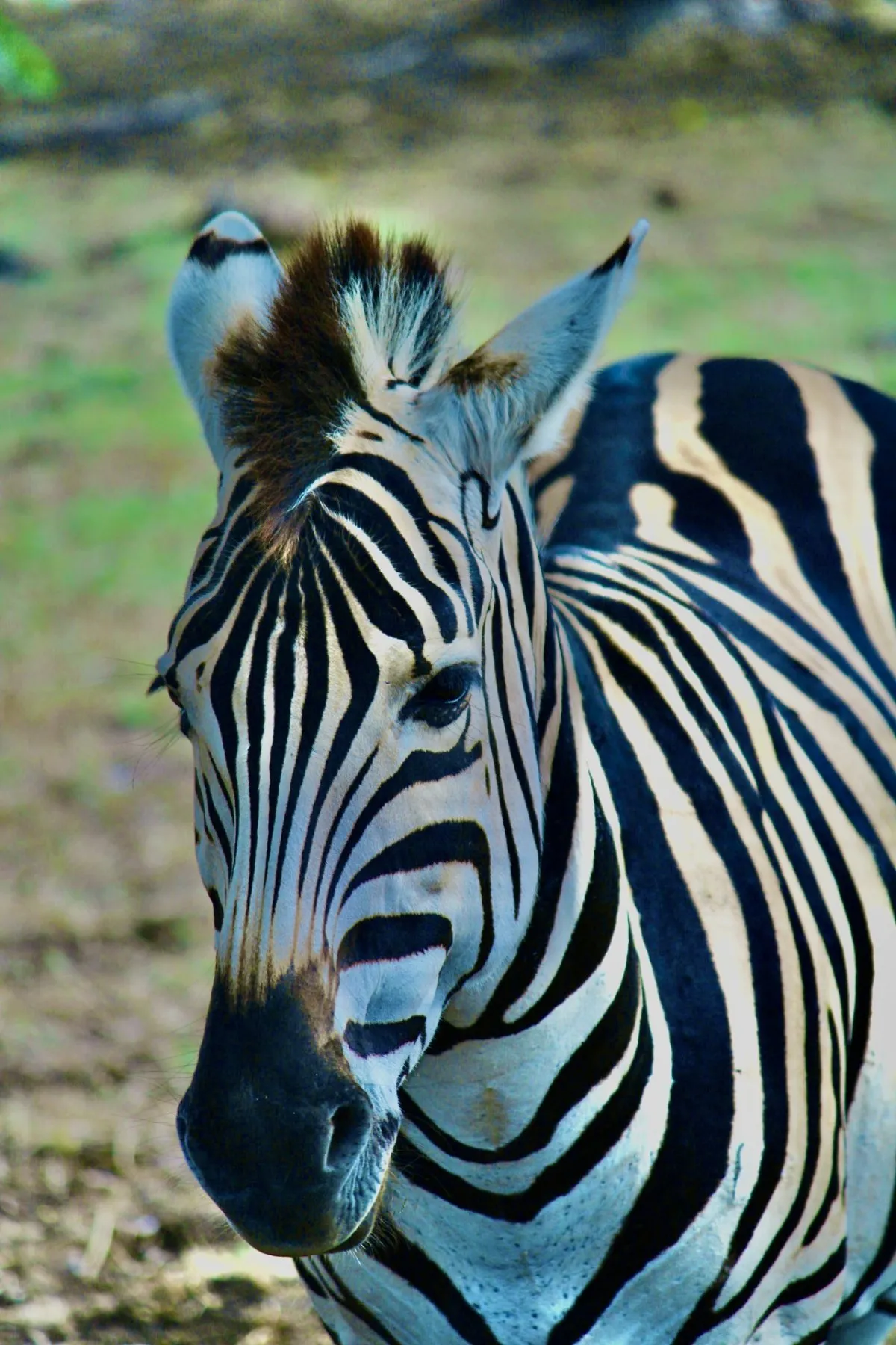Closeup of a zebra facing the camera in natural surroundings in Mauritius