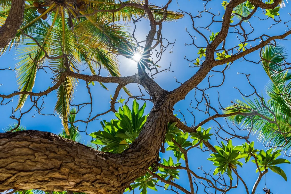 Veloutier tree branch high in the sky at a beach in Mauritius under the sun