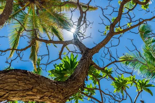 Veloutier beach tree branch high in the sky