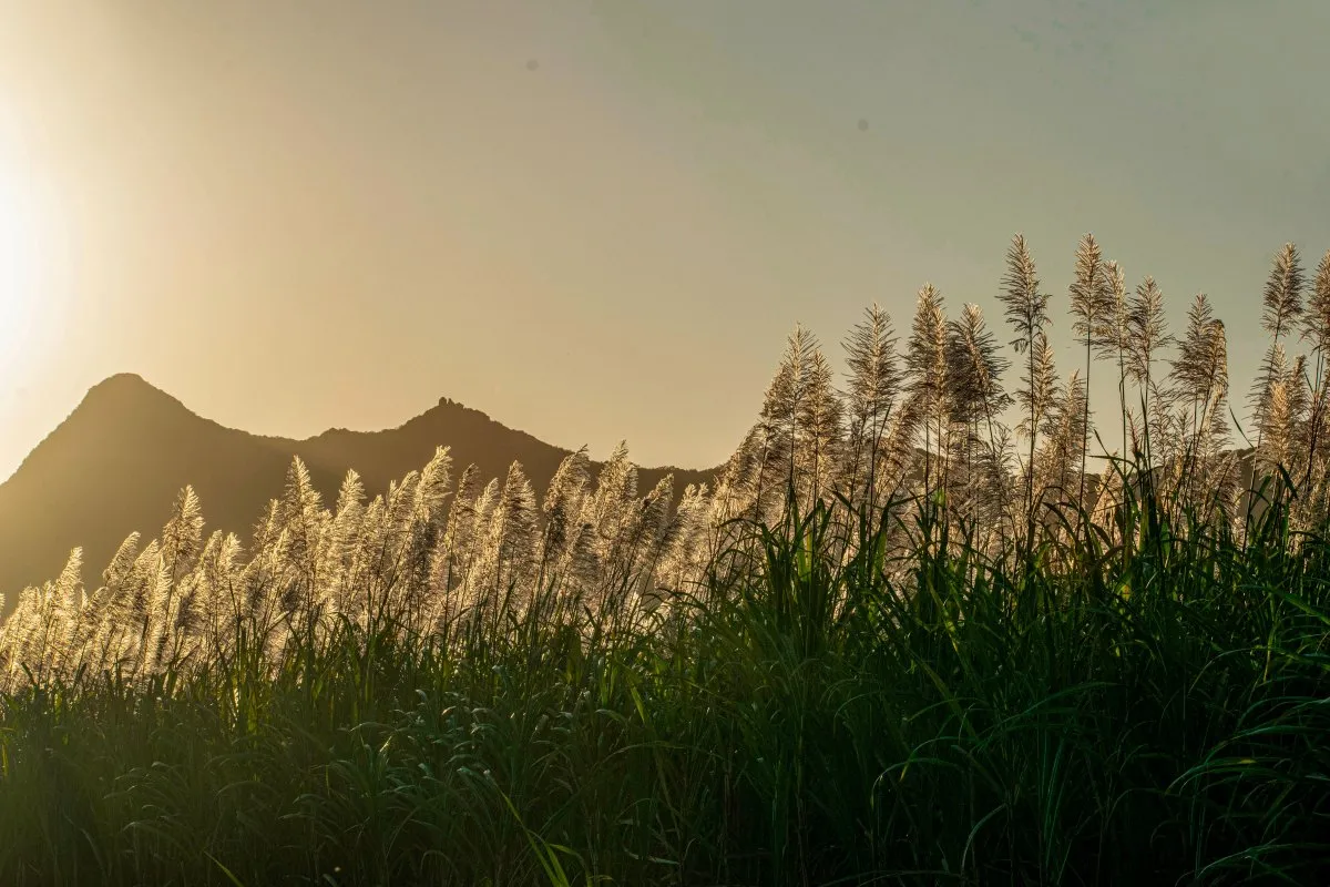 Sugarcane blossom glowing at sunset in the Mauritius landscape