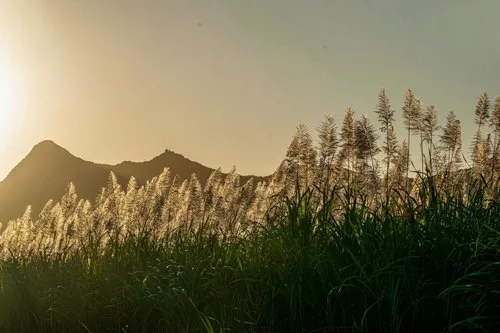 Sugarcane blossom at sunset