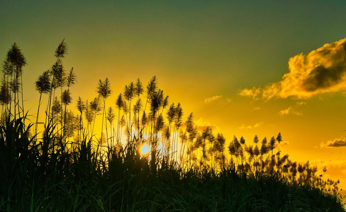 Sunset glowing behind sugarcane silhouettes in Mauritius with warm sunlight filtering through