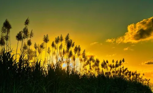 Sunset glowing behind sugarcane silhouettes