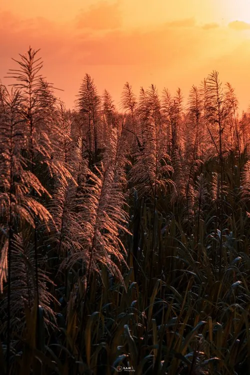 Sugar cane flowers at sunset in Côte d'Or