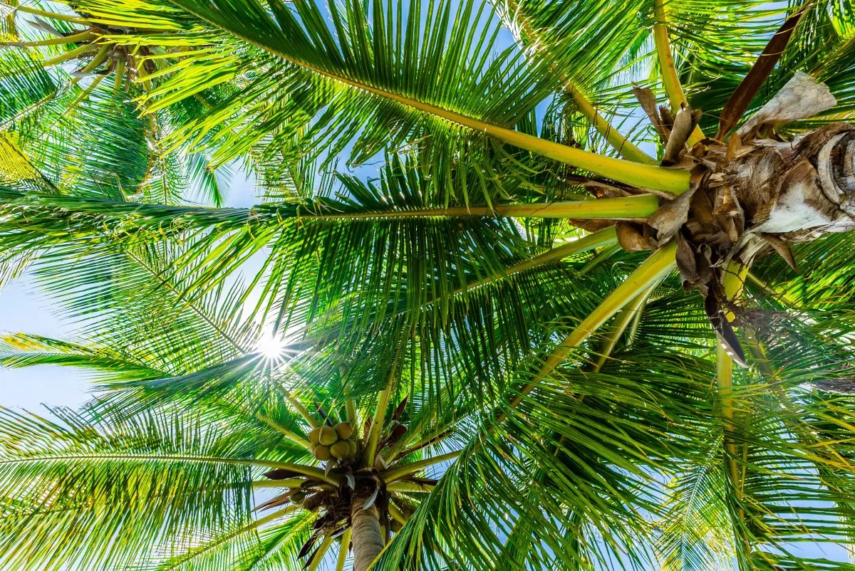 Sunlight filtering through large palm tree branches at Le Paradis Beachcomber in Mauritius.
