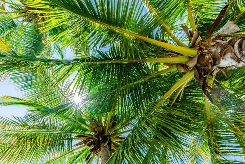 Sun lights through large Palm Tree branches