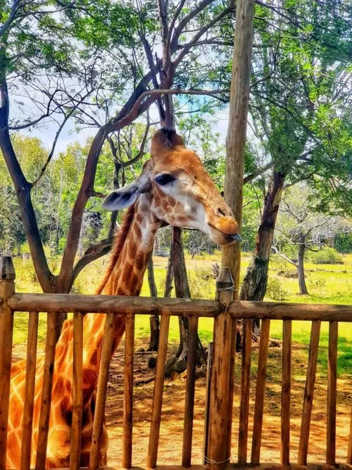 Giraffe grimacing at Casela
