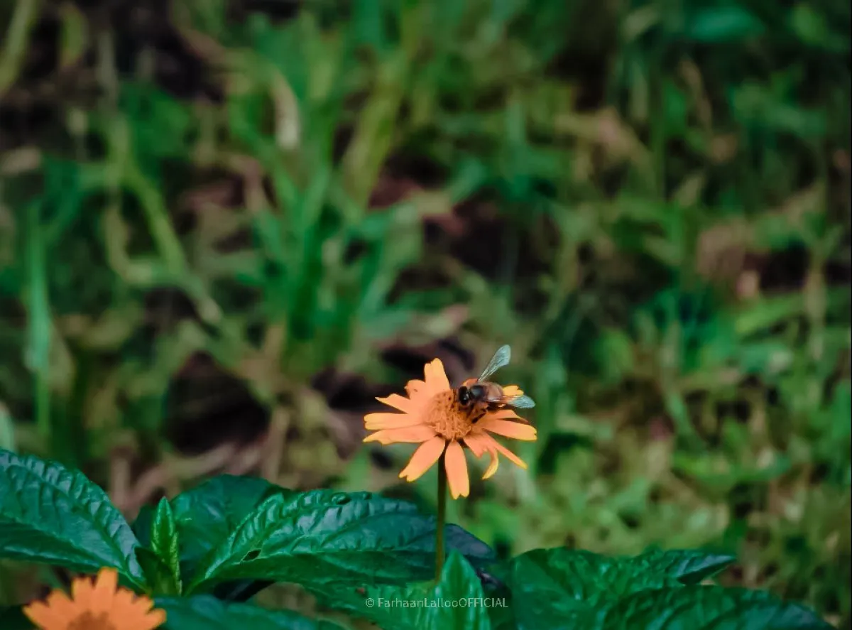 Close-up of a little bee pollinating an orange coneflower at Casela Nature Park in Mauritius