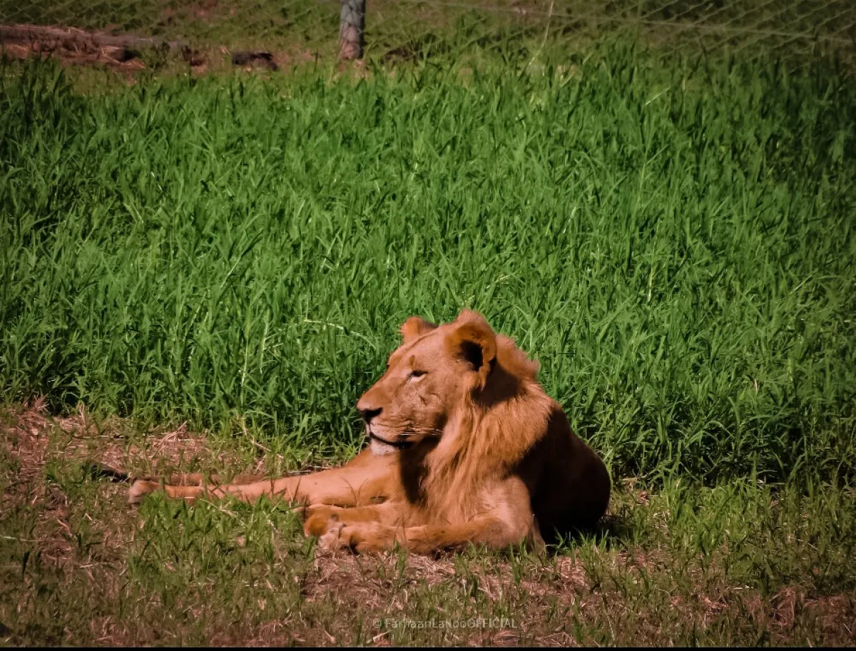 Lion resting on green grass at Casela Nature Park in Mauritius