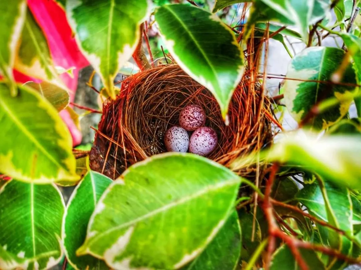 Red whiskered bulbul eggs nestled in bushes in Mauritius