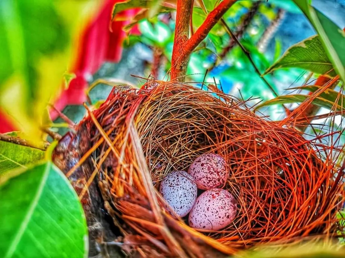 Close-up view of red-whiskered bulbul bird eggs in a nest in Mauritius