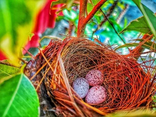 Close-up of eggs of red-whiskered Bulbul