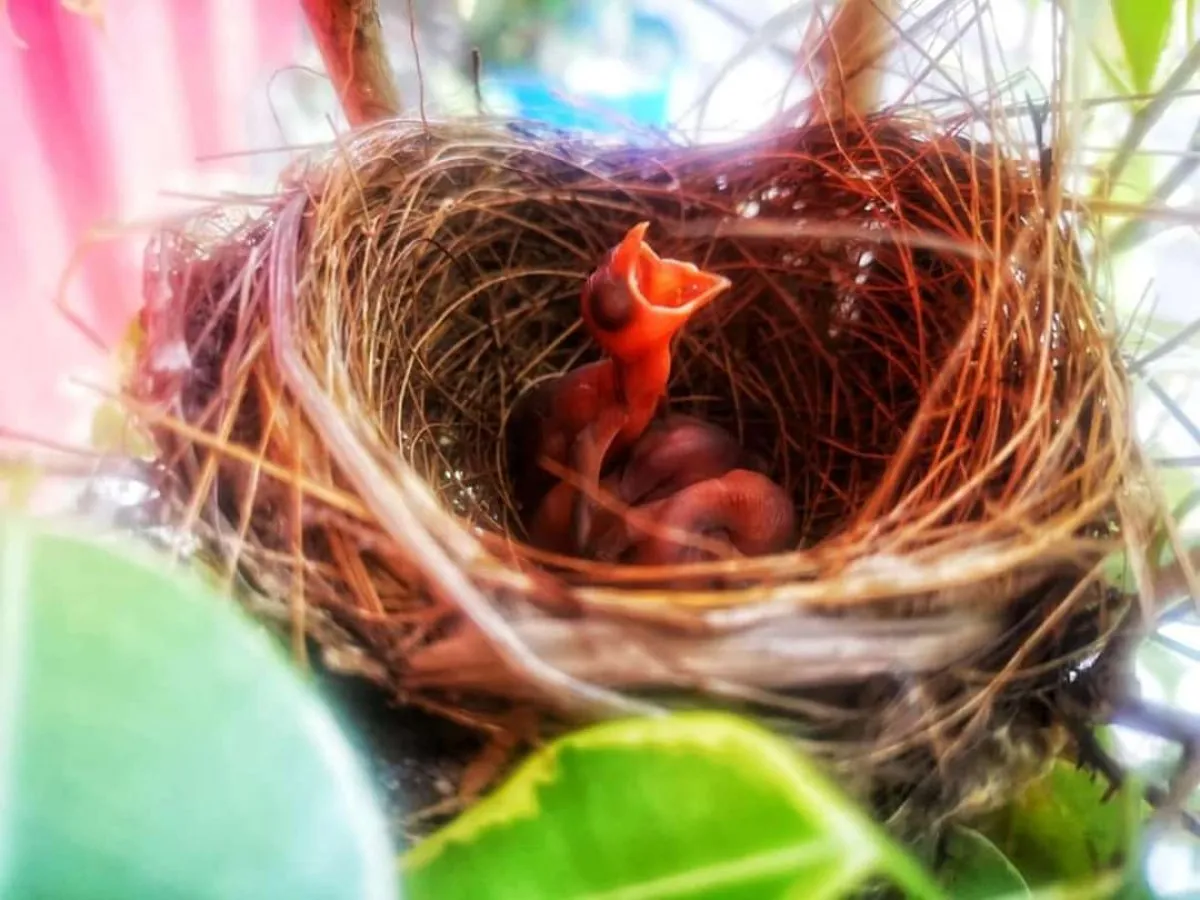 Close-up of a newly hatched red-whiskered Bulbul chick in its nest in Mauritius