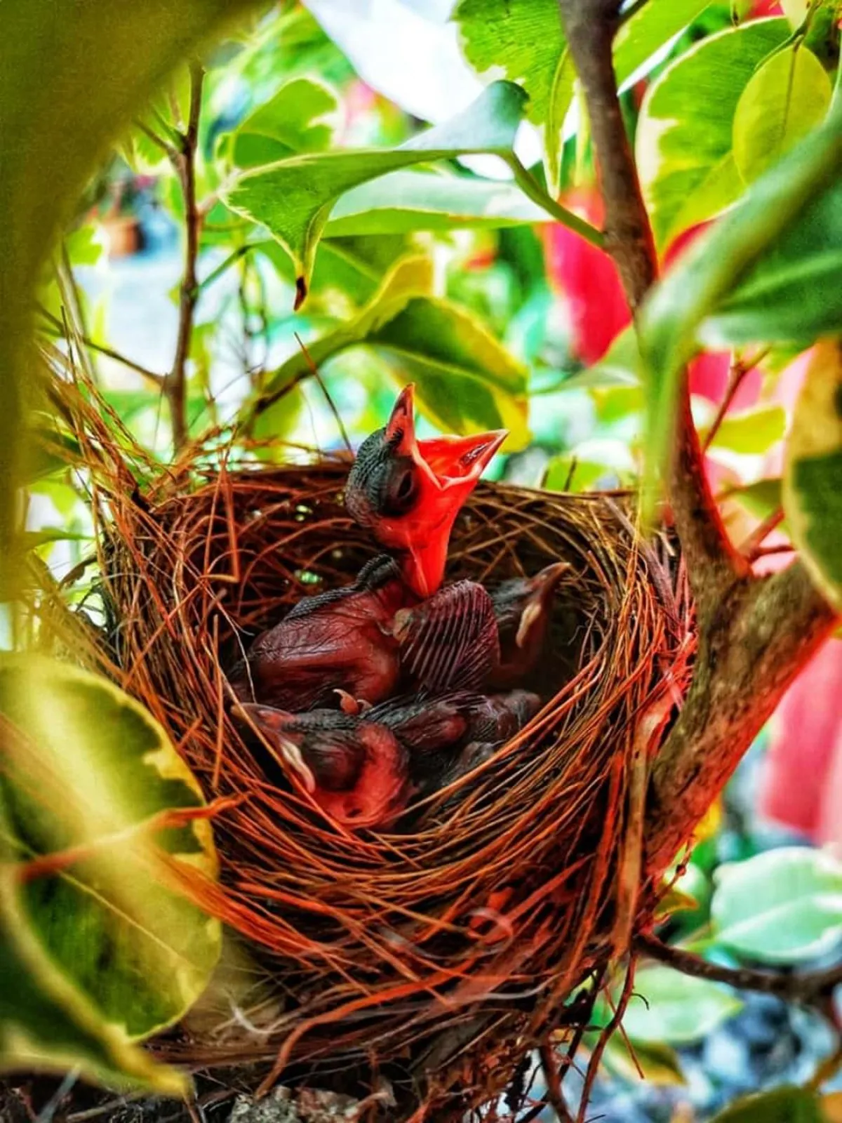 Young Red-Whiskered Bulbul birds waiting to be fed in Mauritius