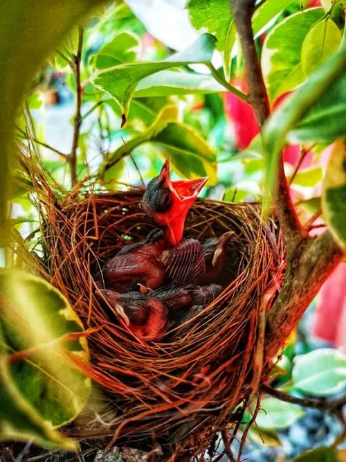 Red-Whiskered Bulbul birdies