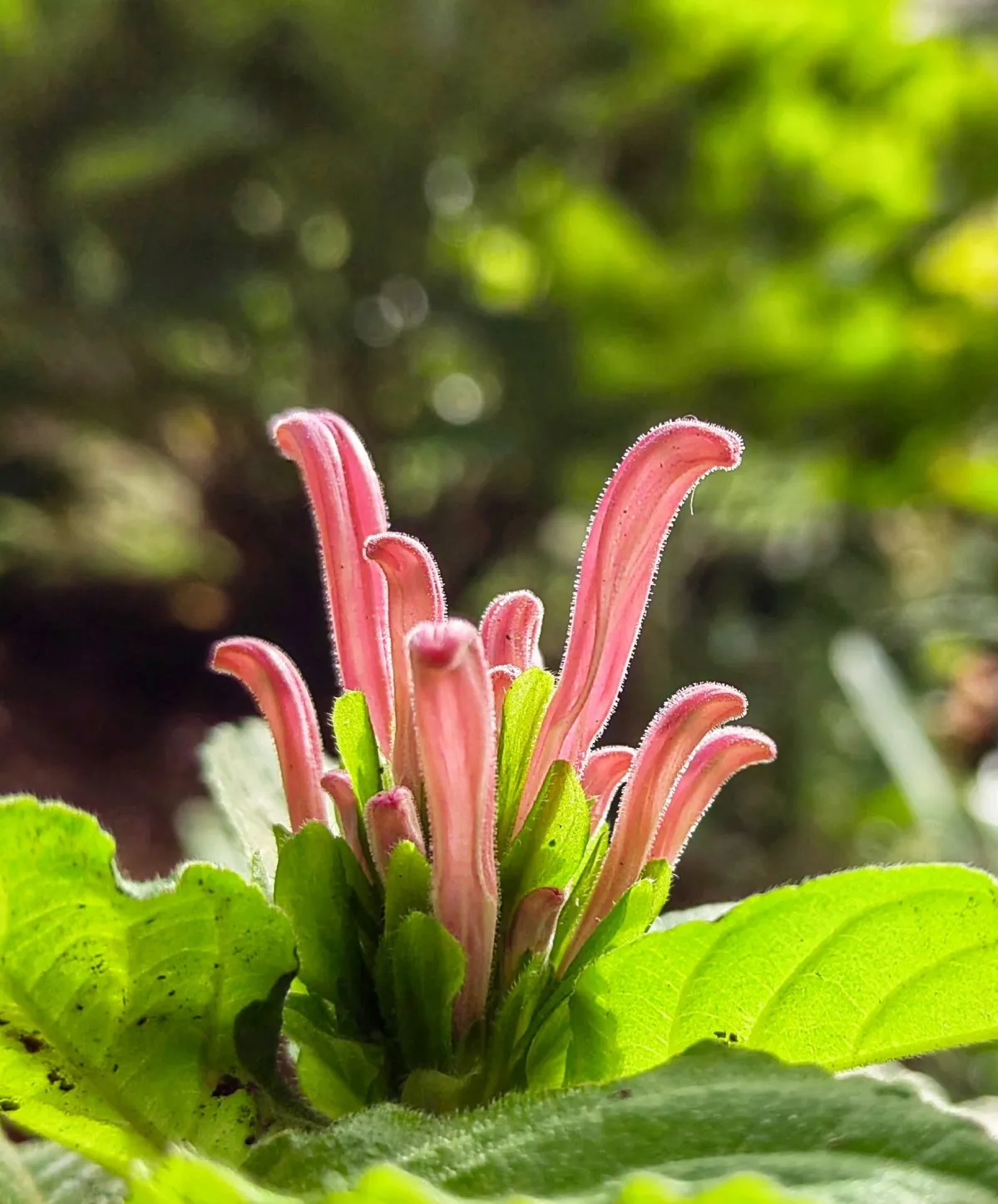 Pink Jacobinia flower blooming naturally in Mauritius captured by local photographer Ritasha