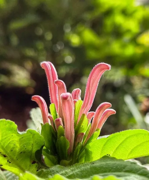 Pink Jacobinia (Brazilian plume) flower blooming in nature