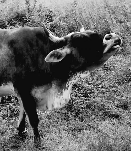 Black & white photography of bull bellowing