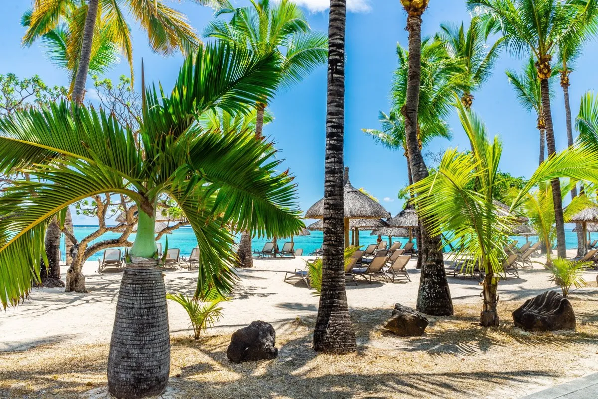 Bottle palm tree on sandy beach with turquoise lagoon at a luxury hotel in Mauritius