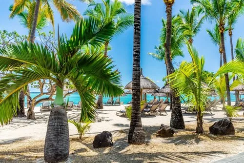 Bottle Palm tree on sandy beach in Mauritius