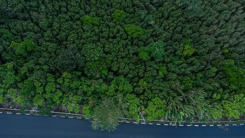 Aerial photography of forest at Bassin Blanc