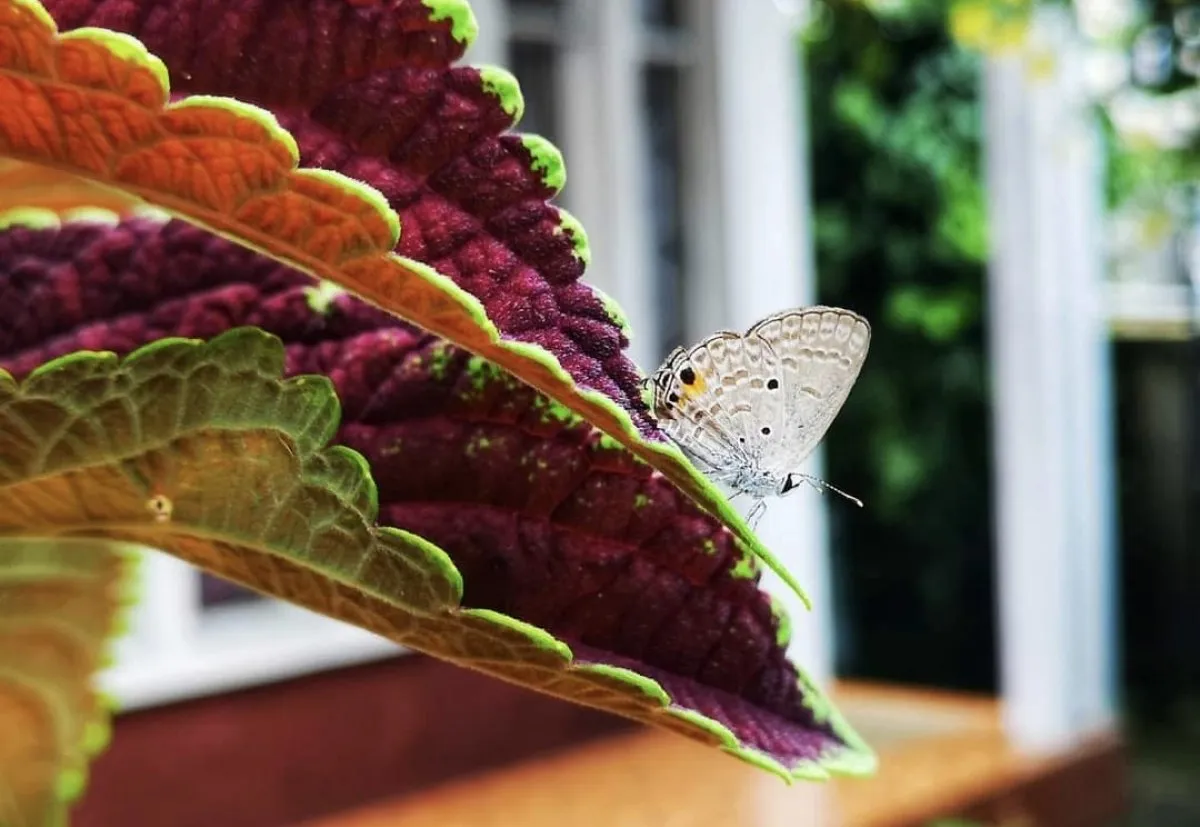White Marine Blue butterfly perched on a green leaf in Mauritius