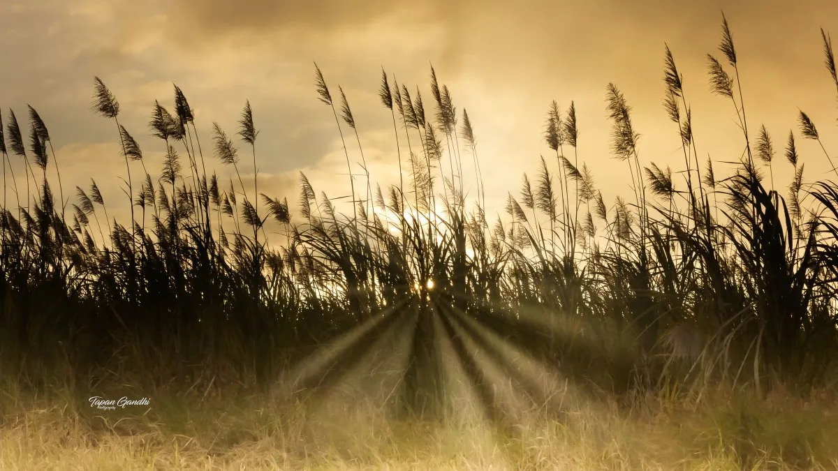 Sunrise sun rays shining through blooming sugarcane fields in Flic en Flac, Mauritius