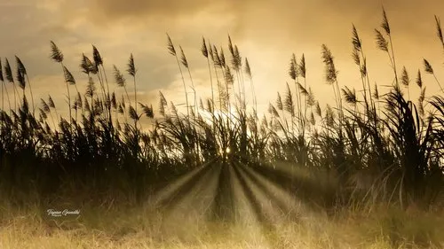 Sun rays through sugarcane fields