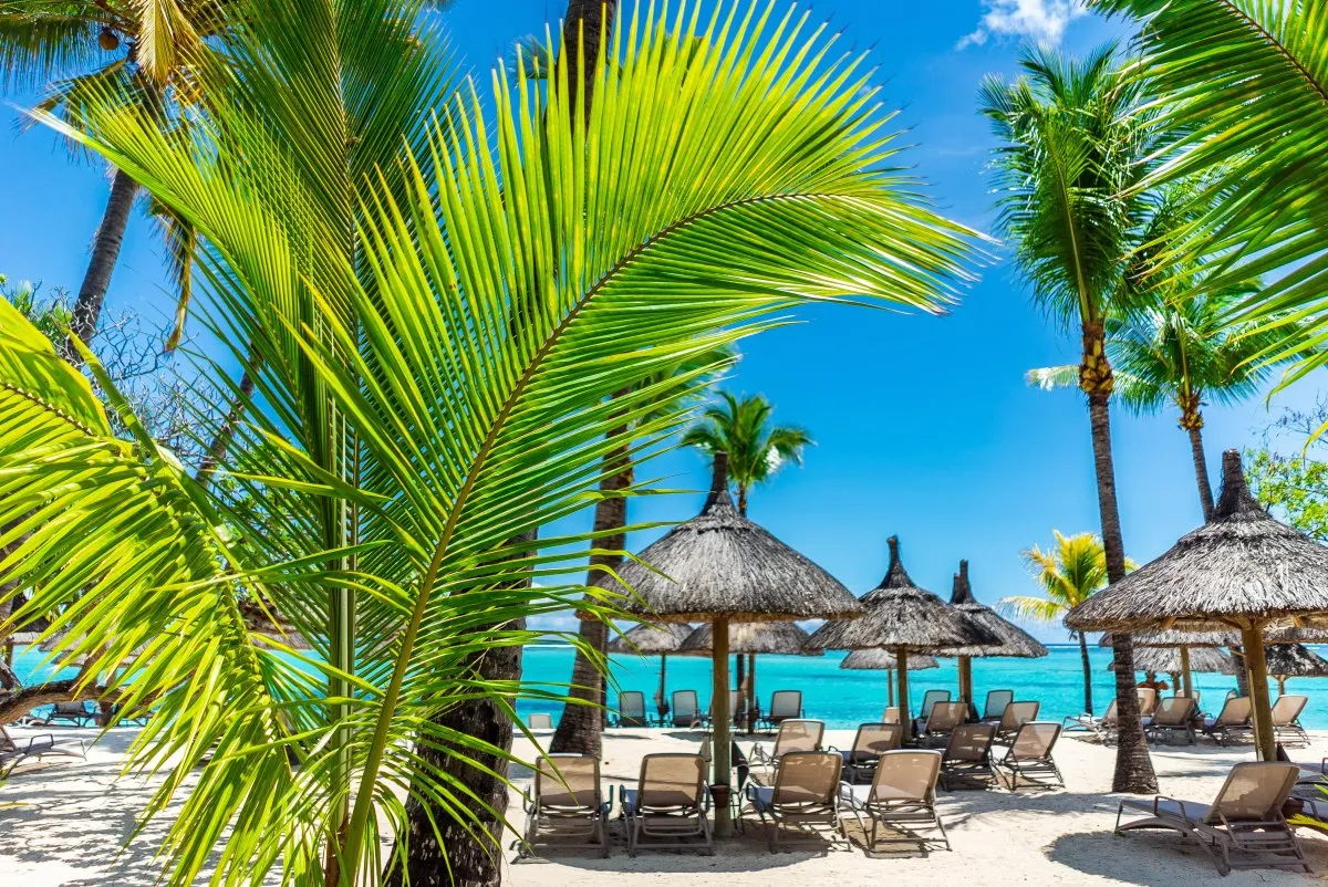 Green palm tree leaves at a beach resort in Mauritius with straw umbrellas in the background