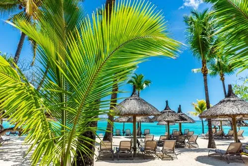 Green Palm Tree leaves on paradise island resort
