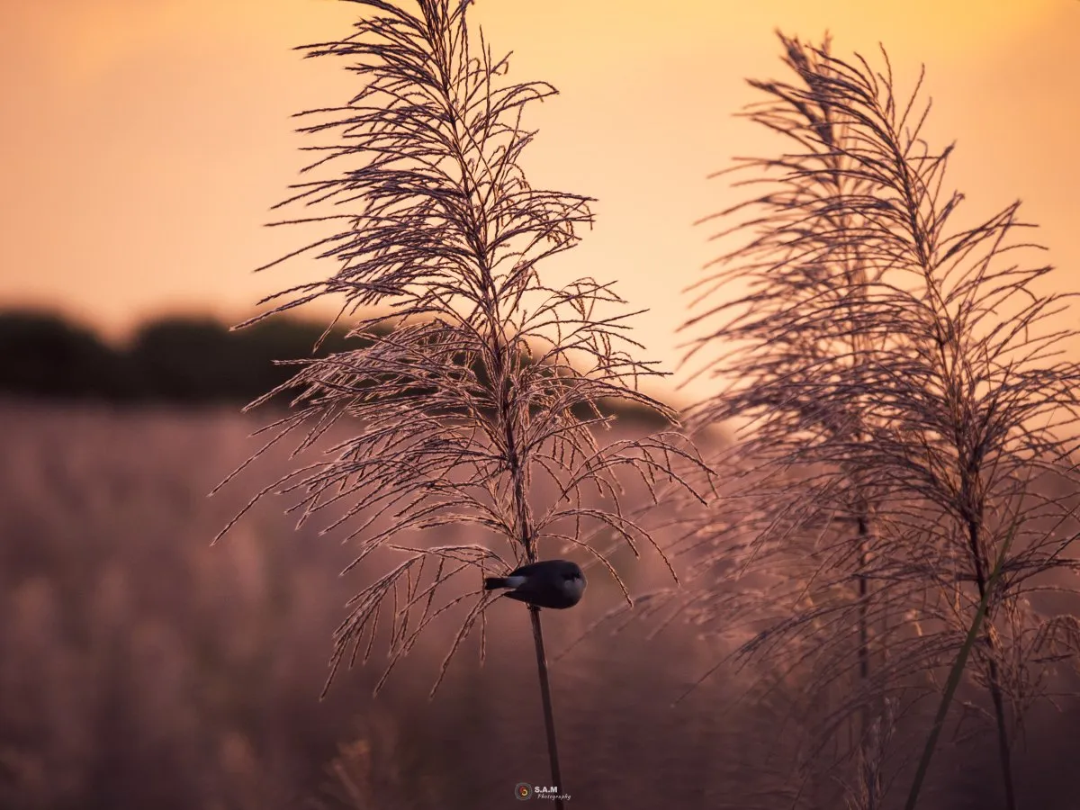 Black bird resting peacefully on a sugarcane flower branch in Mauritius at afternoon
