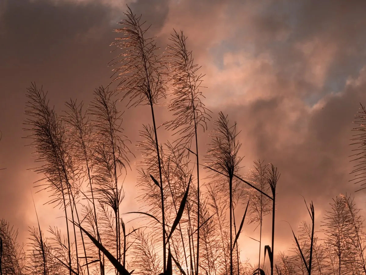 Sunset illuminating sugar cane flowers under clouds in Mauritius, showing golden hues