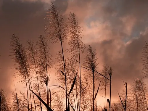Sugar cane flowers illuminated by sun lights