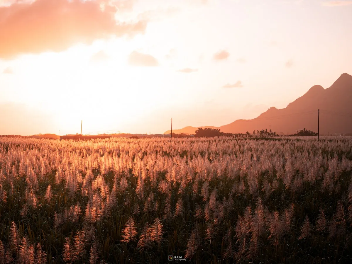 Sugarcane flowers glowing in sunlight with mountain silhouette at Côte d'Or in Mauritius