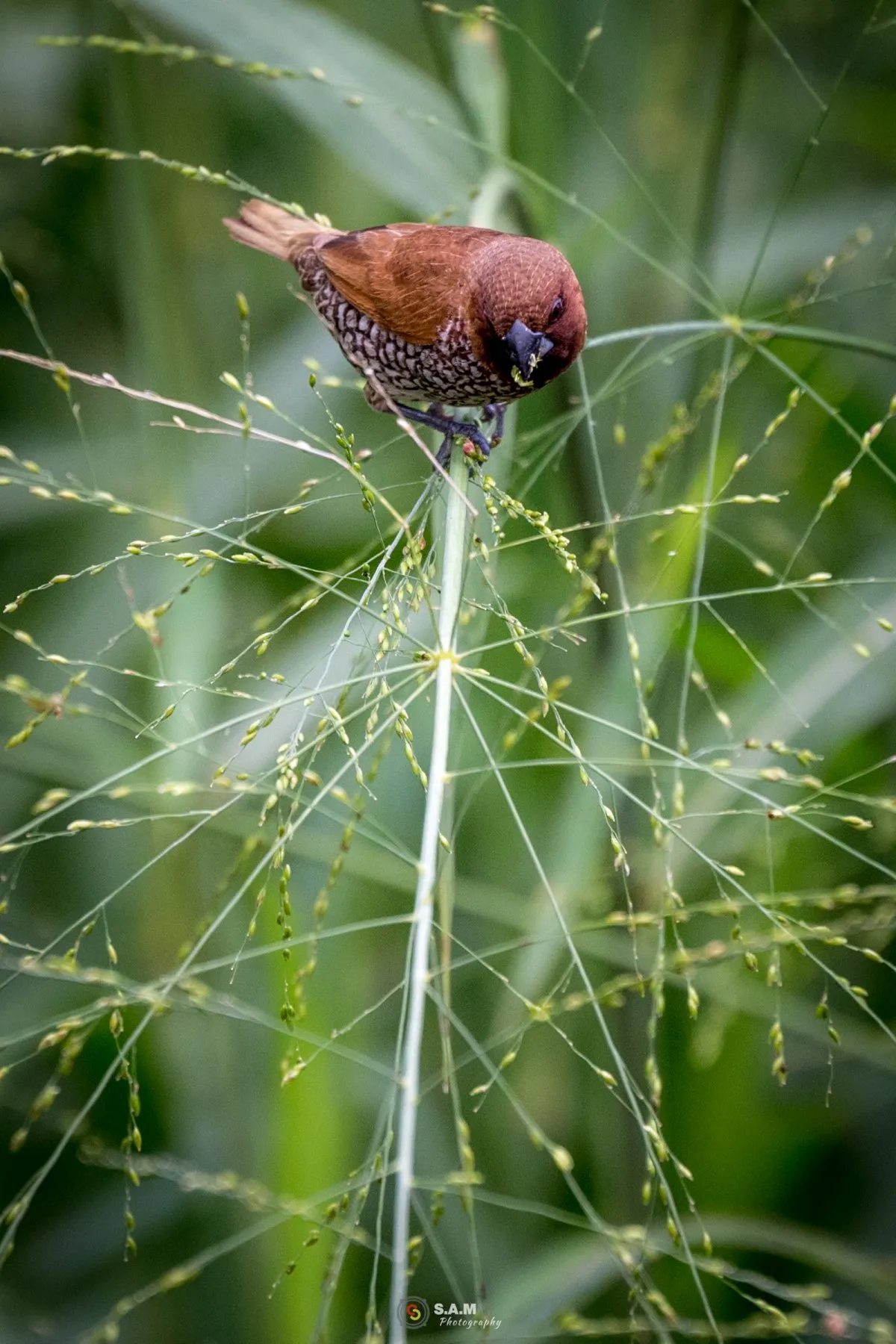 Rare black beak falcon bird with brown feathers feeding on seeds on a branch in Mauritius